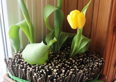 Augalų, išaugintų ant palangės ir kūrybinių darbelių  paroda Pavasaris ant palangės